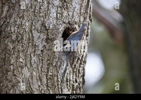 Schlammschlamm zur Vorbereitung des Nestlochs vor der Brut Stockfoto