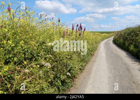 Seeradisch (Raphanus raphanistrum maritimus) und Füchshandschuhe (Digitalis purpurea) blühen in Fülle neben einer Landstraße, Lizard Point, Cornwall. Stockfoto