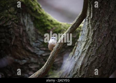 Schlammschlamm zur Vorbereitung des Nestlochs vor der Brut Stockfoto