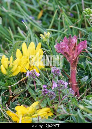 Thymianbrut / Rotes Broomrap (Orobanche alba), blühend neben seiner Wirtspflanze, Wilder Thymian (Thymus polytrichus) auf Clifftop-Grasland, Cornwall. Stockfoto