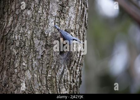 Schlammschlamm zur Vorbereitung des Nestlochs vor der Brut Stockfoto