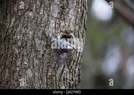 Schlammschlamm zur Vorbereitung des Nestlochs vor der Brut Stockfoto