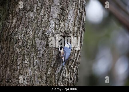 Schlammschlamm zur Vorbereitung des Nestlochs vor der Brut Stockfoto