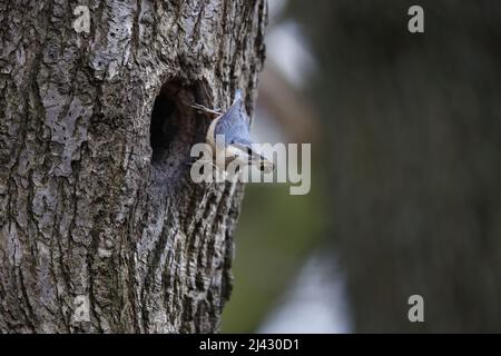 Schlammschlamm zur Vorbereitung des Nestlochs vor der Brut Stockfoto