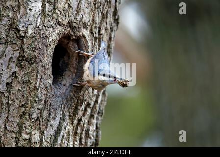 Schlammschlamm zur Vorbereitung des Nestlochs vor der Brut Stockfoto