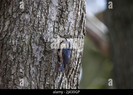 Schlammschlamm zur Vorbereitung des Nestlochs vor der Brut Stockfoto