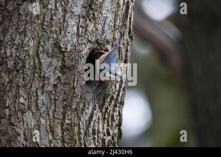 Schlammschlamm zur Vorbereitung des Nestlochs vor der Brut Stockfoto