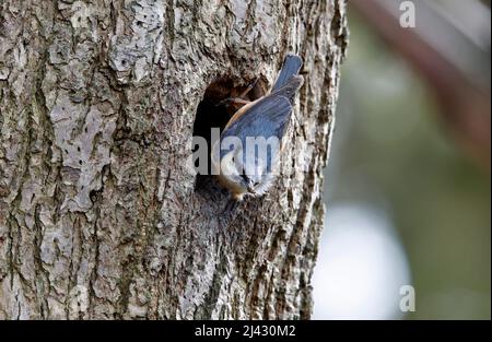 Schlammschlamm zur Vorbereitung des Nestlochs vor der Brut Stockfoto