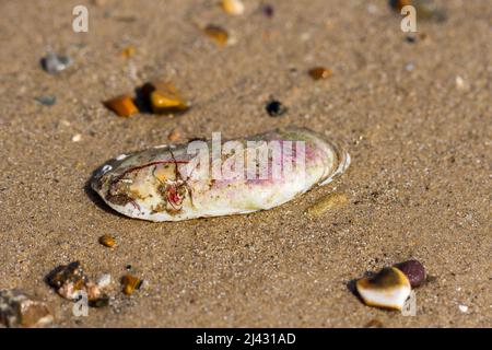 Seashell auf dem Sand Nahaufnahme. Stockfoto