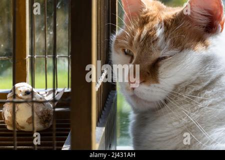 Rot-weiße Katze sitzt eng neben einem hölzernen Vogelkäfig mit Eisenstangen, die Augen halb geschlossen. Er hat einen Blick auf den Papiervogel Stockfoto