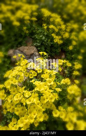 Reichblühend Oxalis pes-caprae, Afrikanischer Holzsorrel, Bermuda-Butterblume, Bermuda-Sauerampfer, Butterblume oxalis, Ziegenfuß Stockfoto