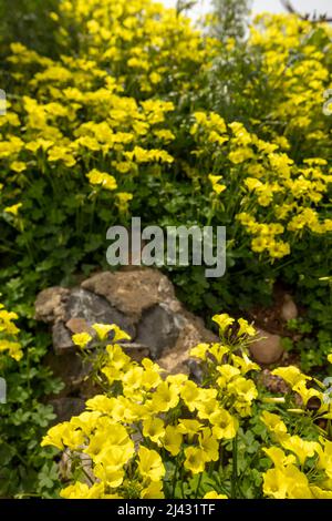 Reichblühend Oxalis pes-caprae, Afrikanischer Holzsorrel, Bermuda-Butterblume, Bermuda-Sauerampfer, Butterblume oxalis, Ziegenfuß Stockfoto