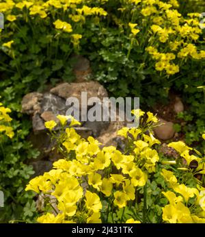 Reichblühend Oxalis pes-caprae, Afrikanischer Holzsorrel, Bermuda-Butterblume, Bermuda-Sauerampfer, Butterblume oxalis, Ziegenfuß Stockfoto