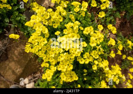 Reichblühend Oxalis pes-caprae, Afrikanischer Holzsorrel, Bermuda-Butterblume, Bermuda-Sauerampfer, Butterblume oxalis, Ziegenfuß Stockfoto