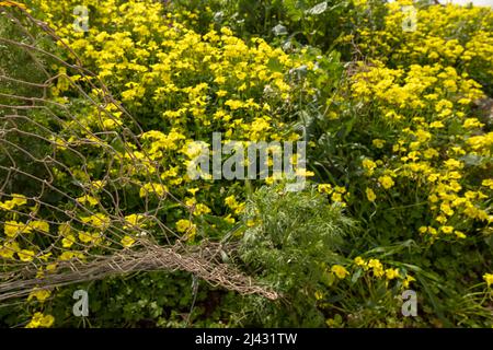 Reichblühend Oxalis pes-caprae, Afrikanischer Holzsorrel, Bermuda-Butterblume, Bermuda-Sauerampfer, Butterblume oxalis, Ziegenfuß Stockfoto