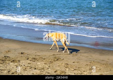 Greyhound zu Fuß an einem Sandstrand, Kalifornien-USA Stockfoto