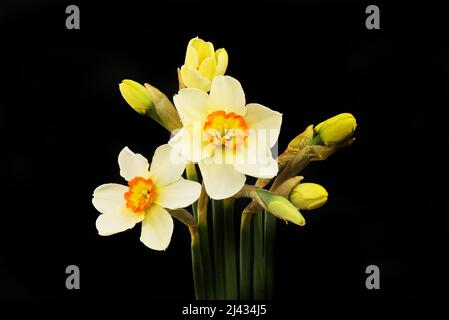 Narzissen-Augendaffodil, Narcissus poeticus, Blüten und Knospen isoliert gegen Schwarz Stockfoto