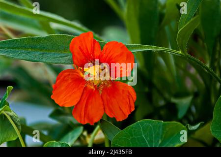 Kapuzinerkresse, indische Kresse oder Tropaolum majus im Sommergarten, Sofia, Bulgarien Stockfoto