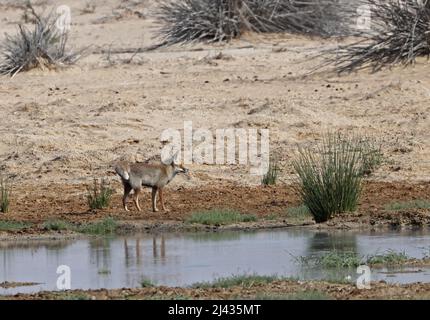 Red Fox (Vulpes vulpes arabica) Erwachsener, der in der Wüstenoase am frühen Morgen des Omans steht Dezember Stockfoto