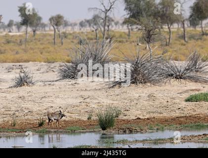 Red Fox (Vulpes vulpes arabica) Erwachsene trinken in der Wüstenoase am frühen Morgen des Oman Dezember Stockfoto