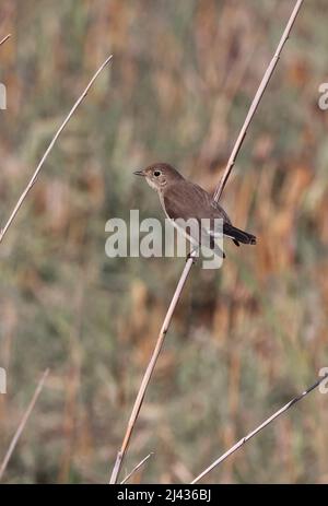 Rotreiher Fliegenfänger (Ficedula parva) erster Winter auf dem Schilfrohr Oman Dezember Stockfoto