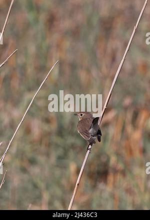 Rotreihiger Fycatcher (Ficedula parva) Erwachsener auf Schilf mit Schwanz gespannt Oman Dezember Stockfoto