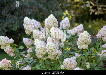 Hortensia paniculata, die panikulierte Hortensien, ist eine blühende Pflanze aus der Familie der Hortensiaceae Stockfoto