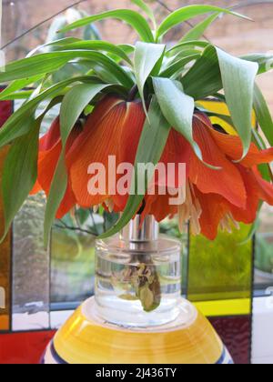 Stamm der blühenden Krone Imperial, Fritillaria Imperialis, mit den riesigen, orangefarbenen, trompetenförmigen Blüten, die auf dem Kopf nach unten geratende Tulpen ähneln. Stockfoto