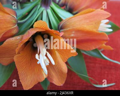 Crown Imperial ist eine der auffälligsten Frühlingszwiebeln und hat supergroße glockenförmige Blüten, sechs pro Stiel, die unter einem Büschel glänzend grüner Blätter hängen. Stockfoto