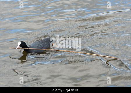 Ein Ruß (Fulica atra) schwimmt auf einem See und bringt Nistmaterial, einen langen Stock, um im Frühjahr ein Nest zu bauen, Großbritannien Stockfoto