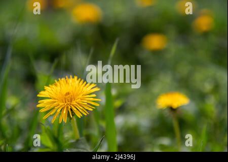 Erste Elendelionen erscheinen auf der Frühlingswiese Stockfoto
