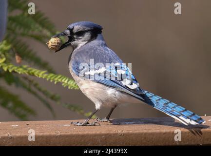 Bluejay mit einer Erdnuss auf dem Deck Stockfoto