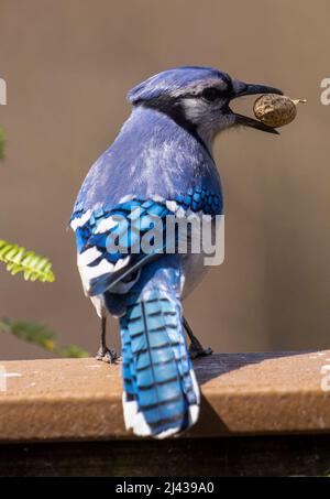 Bluejay mit einer Erdnuss auf dem Deck Stockfoto