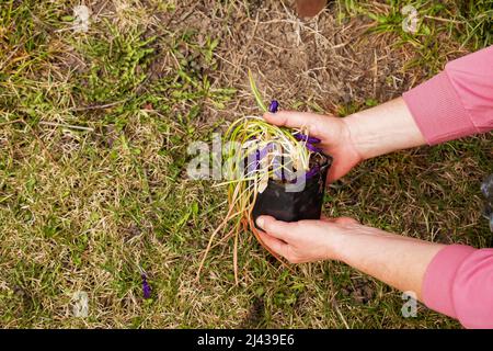 Weibliche Hände Pflanzen Setzlinge in fruchtbarem Boden und Mulchpflanzen Stockfoto