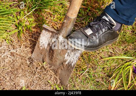 Eine Frau, die Turnschuhe trägt, gräbt ein Loch, um eine Blume zu Pflanzen. Gartenpflege zu Hause. Stockfoto