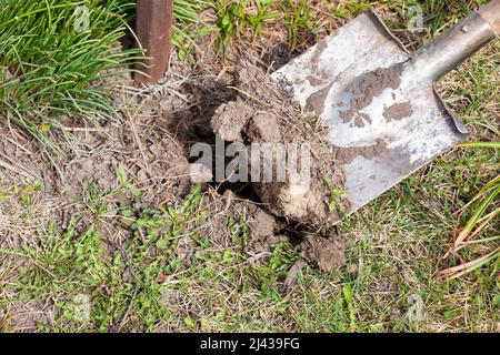 Alte schmutzige Schaufel im Boden im Garten. Gartengeräte und -Geräte. Das Konzept der Gartenarbeit im Sommer oder Frühling. Stockfoto