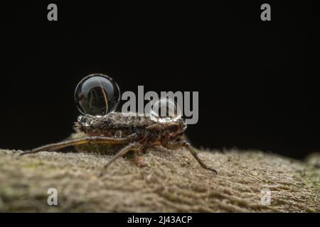 Eine riesige Weide - Tuberolachnus salignus - Blattlaus, die mit Wassertropfen bedeckt ist Stockfoto