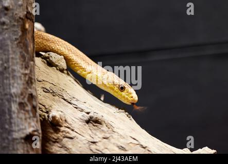 Westliche grüne Mamma (Dendroaspis viridis) auf einem Baum Stockfoto