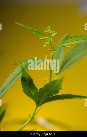 Männlicher Cannabisbusch . Triebe der Pflanze in Nahaufnahme. Stockfoto