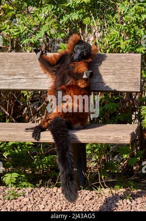 Lustige rote geraffte Lemur auf einer Bank sitzen Stockfoto