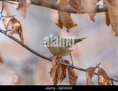 Im Winter thronte ein mit einem rumongekrönten Königchen auf einem Baumglied. Stockfoto