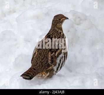 Ein im Schnee unter einem Vogelfutterhäuschen im Besucherzentrum des Algonquin Provincial Park in Ontario, Kanada, stehender Vogelhühner. Stockfoto