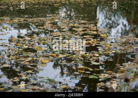 Gefallener Herbst hinterlässt auf der ruhigen Wasseroberfläche. Dekorative Szene der Herbstsaison in wilder Natur als schöner Blick auf die Teichoberfläche. Eine natürliche Stockfoto