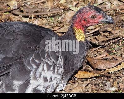 Bemerkenswert auffallend männlich Australian Brush-Turkey in natürlicher Schönheit. Stockfoto