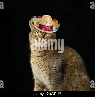 Erwachsene reinrassige schottische gerade Katze sitzt auf einem schwarzen Hintergrund. Das Tier trägt einen Strohsombrero-Hut Stockfoto