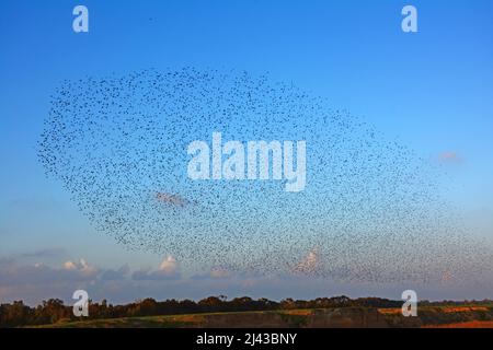 Starling Riesenschar fliegt - Abendflug Stockfoto