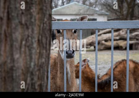 Zwei Hirsche ziehen nun aus dem Tierheim, als sich die Russen aus Kiew, der Hauptstadt der Ukraine, zurückziehen. Als Tiere in Kiewer Zoos neben einer wichtigen Militäranlage im Herzen der Stadt Kiew, hat die Ukraine im vergangenen Monat aufgrund der russischen Offensive auf die Stadt Angst vor Non-Stop-Luftschleiern und Beschuss. Kyrylo Trantin (49), Direktor des Kiewer Zoos, sagte: „Es handelt sich um Tiere, wenn sie den Zoo verlassen, haben sie sogar nur wenige Lebensmöglichkeiten und sie müssen sich russischen Panzern stellen.“, als er und andere Mitarbeiter ihre Familienmitglieder mitbrachten, um im Zoo zu bleiben, um sich um die Tiere zu kümmern Stockfoto