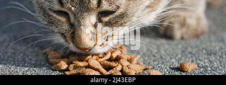 PET-Banner. Obdachlose Katze frisst Nahrung vom Boden Stockfoto