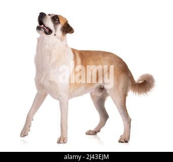 Große Pyrenäen oder Pyrenäen-Berghund auf weißem Hintergrund Stockfoto