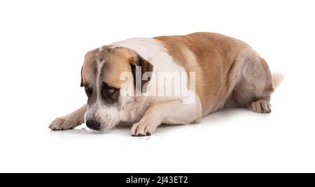Große Pyrenäen oder Pyrenäen-Berghund auf weißem Hintergrund Stockfoto